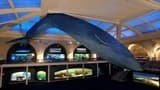 COMBO: American Museum of Natural History + The Museum of Modern Art (MoMA) Tickets - image 7