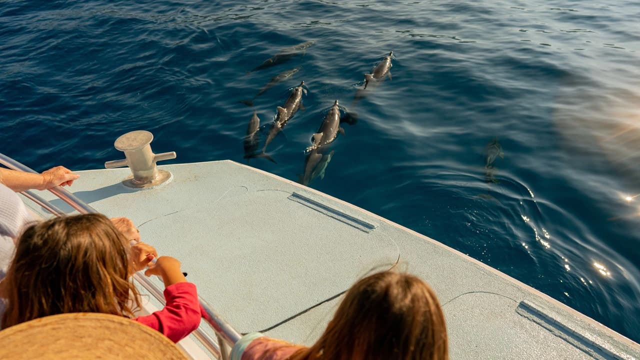 Kona Dolphin Watching Cruise with Snorkelling Experience - Photo 1
