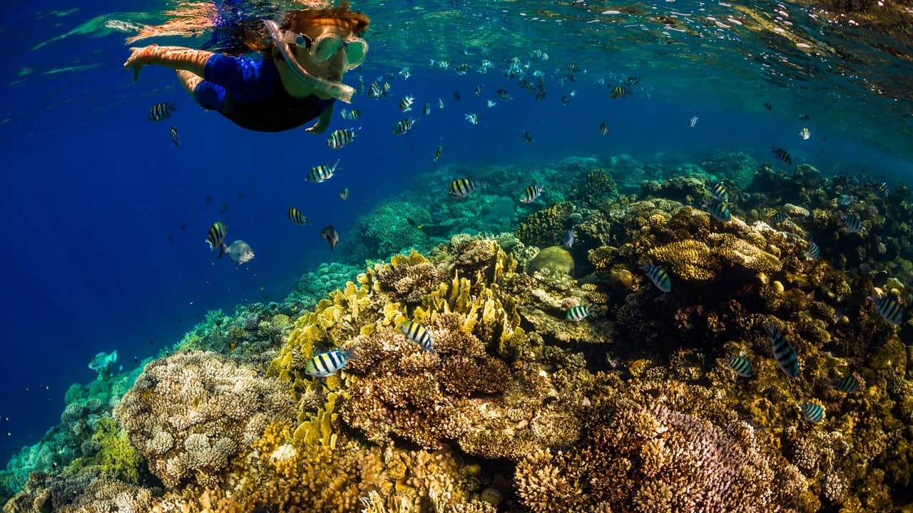 Kona Dolphin Watching Cruise with Snorkelling Experience - Photo 2