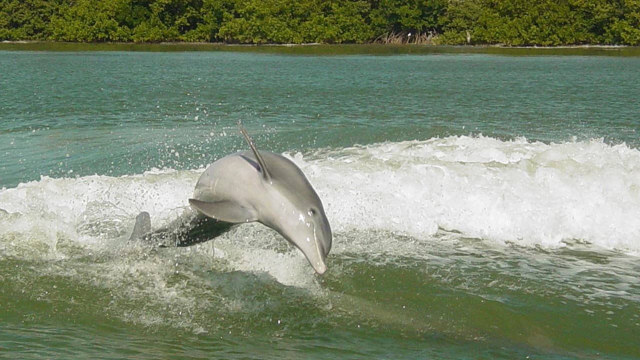 Sea Screamer Speedboat Ride to Clearwater Beach - image 7
