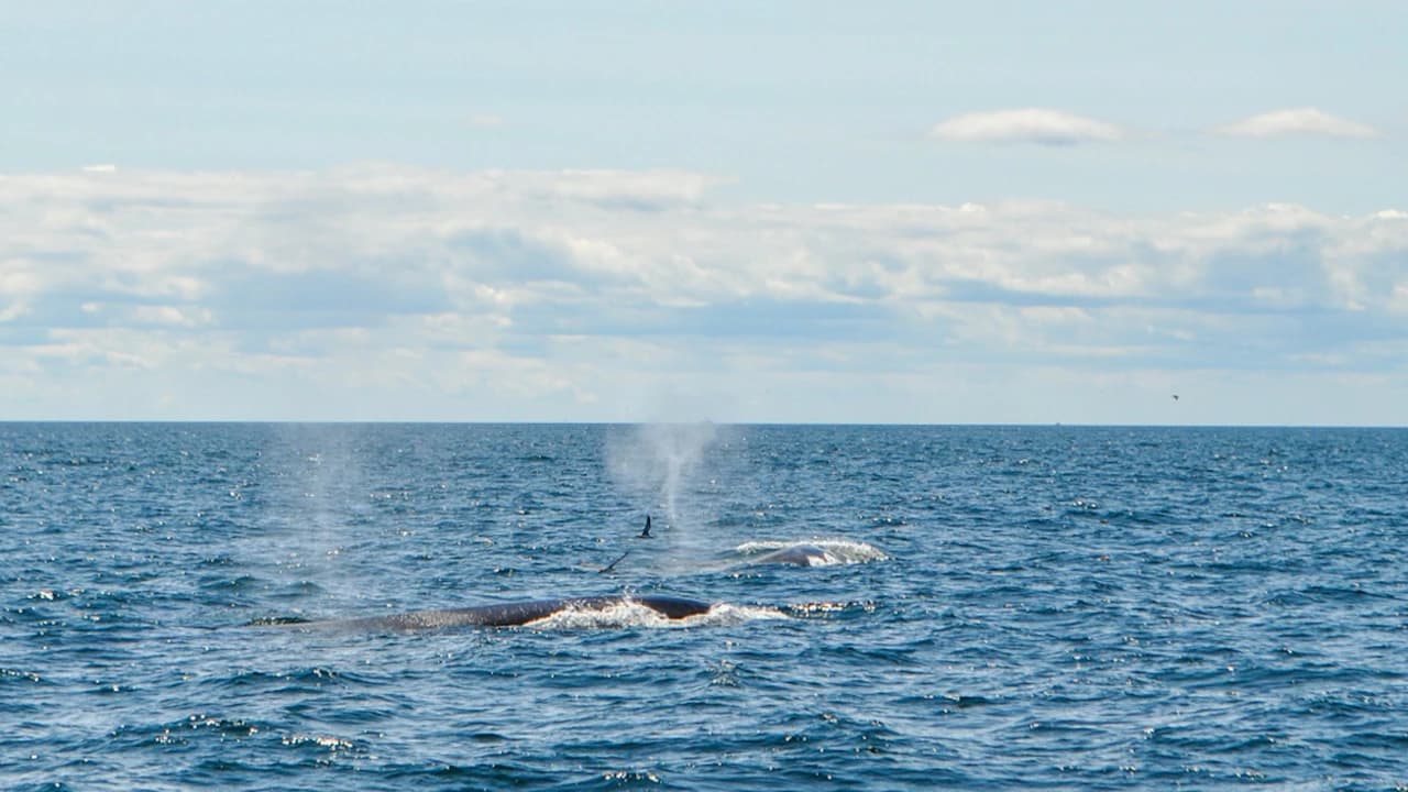 Boston Harbor Whale Watch Cruise - Photo 1