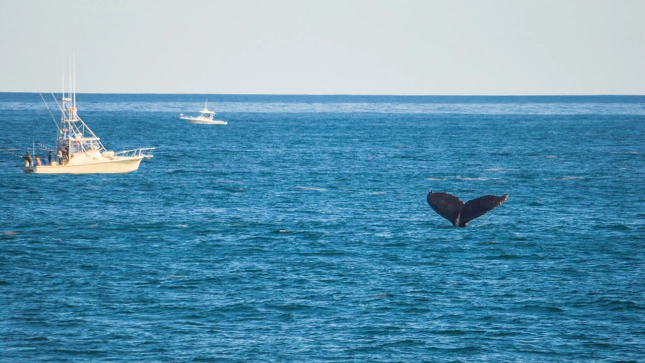 Boston Harbor Whale Watch Cruise - Photo 2