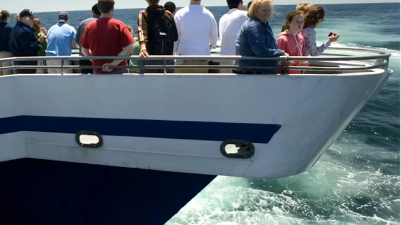 Boston Harbor Whale Watch Cruise - Photo 3