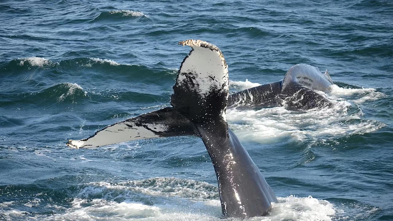 Boston Harbor Whale Watch Cruise - Photo 4