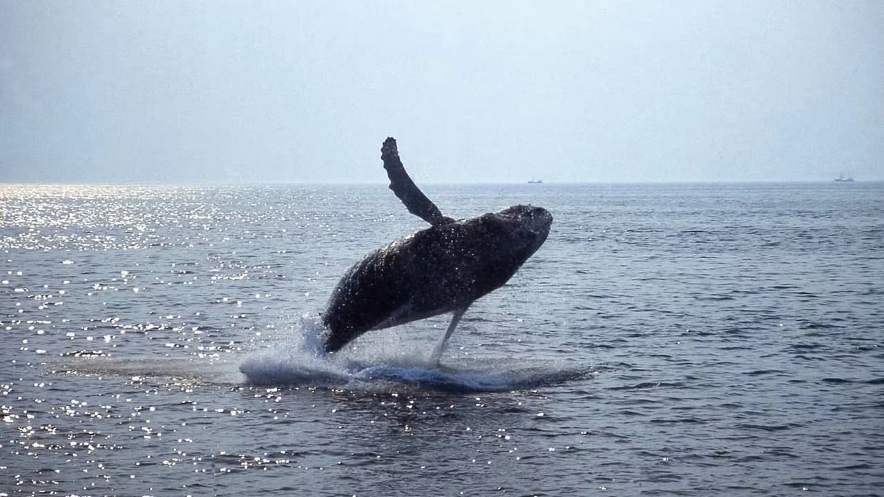 Boston Harbor Whale Watch Cruise - Photo 5