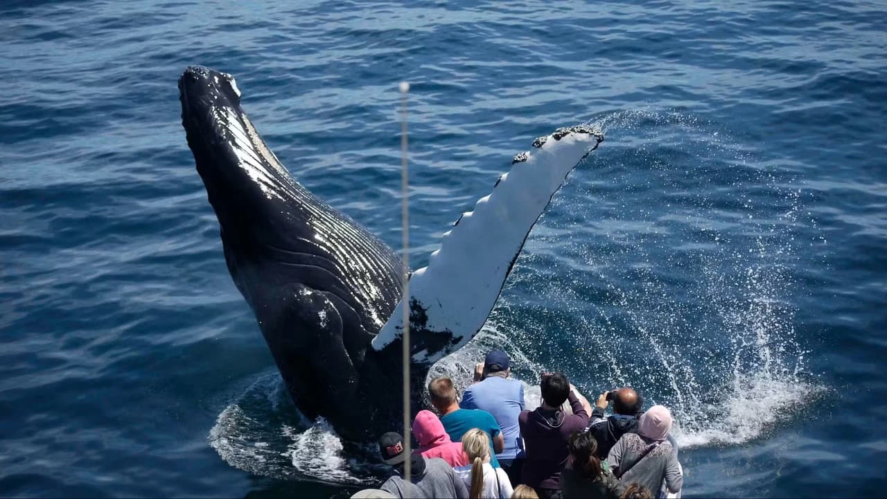 Boston Harbor Whale Watch Cruise - image 7