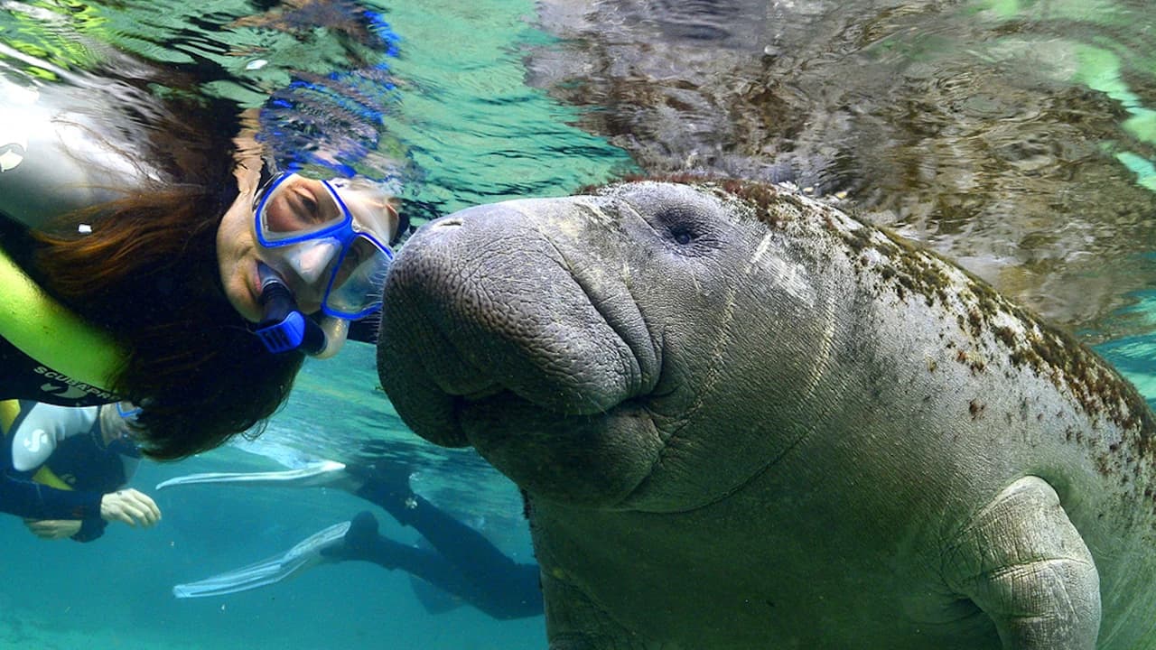 Florida Nature Coast Tour: Crystal River with Manatees Snorkelling, Homosassa State Park - Photo 1
