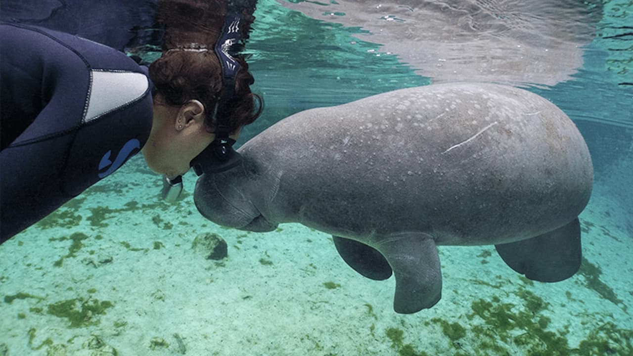 Florida Nature Coast Tour: Crystal River with Manatees Snorkelling, Homosassa State Park - Photo 2