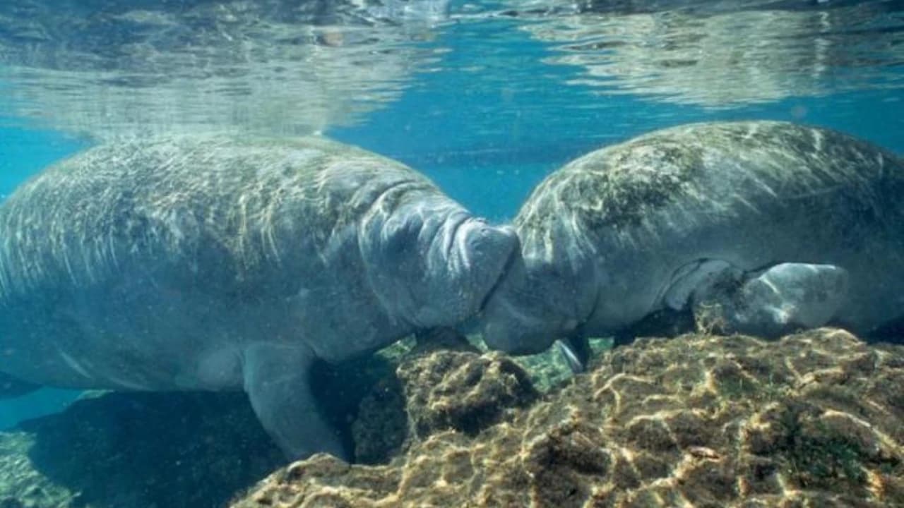 Florida Nature Coast Tour: Crystal River with Manatees Snorkelling, Homosassa State Park - Photo 3