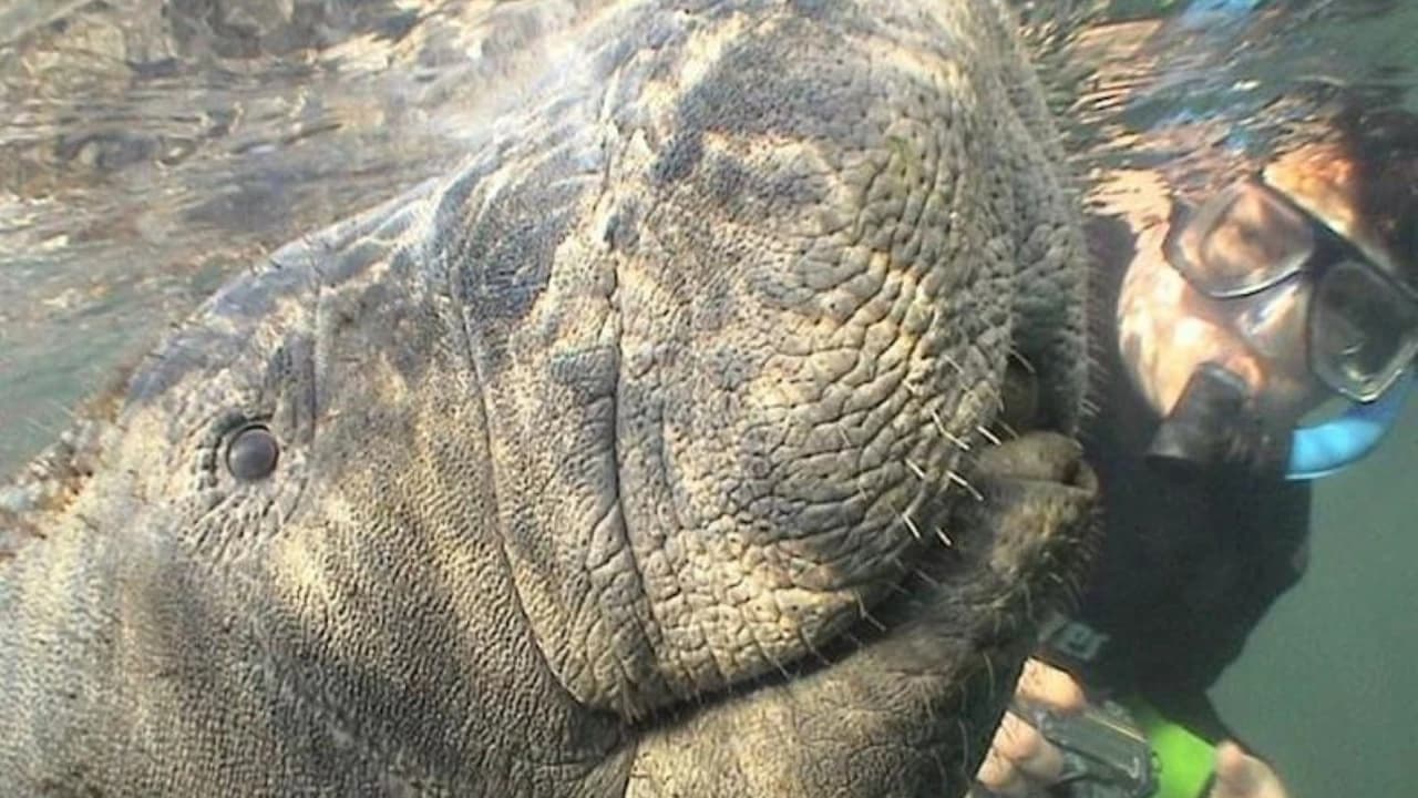 Florida Nature Coast Tour: Crystal River with Manatees Snorkelling, Homosassa State Park - Photo 4