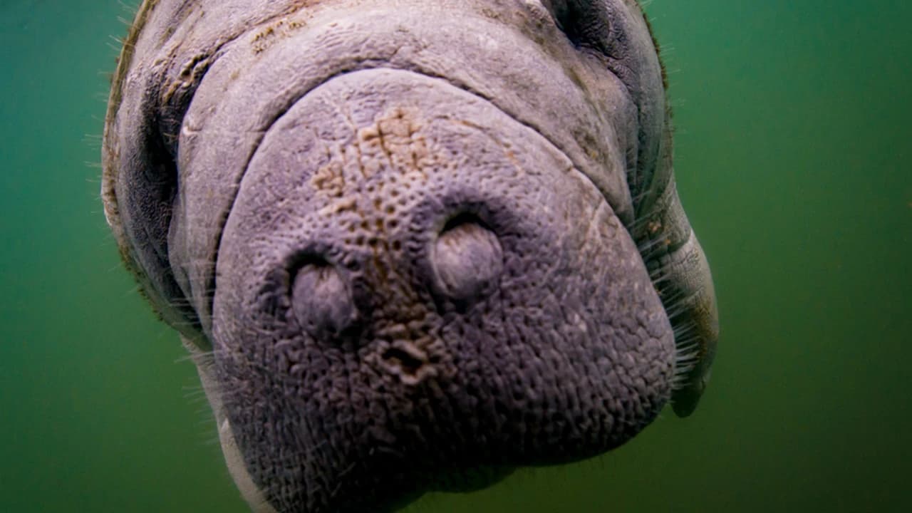 Florida Nature Coast Tour: Crystal River with Manatees Snorkelling, Homosassa State Park - image 7