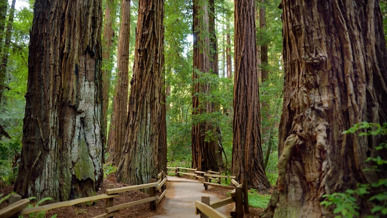 Muir Woods and Sausalito Tour from San Francisco - Photo 3