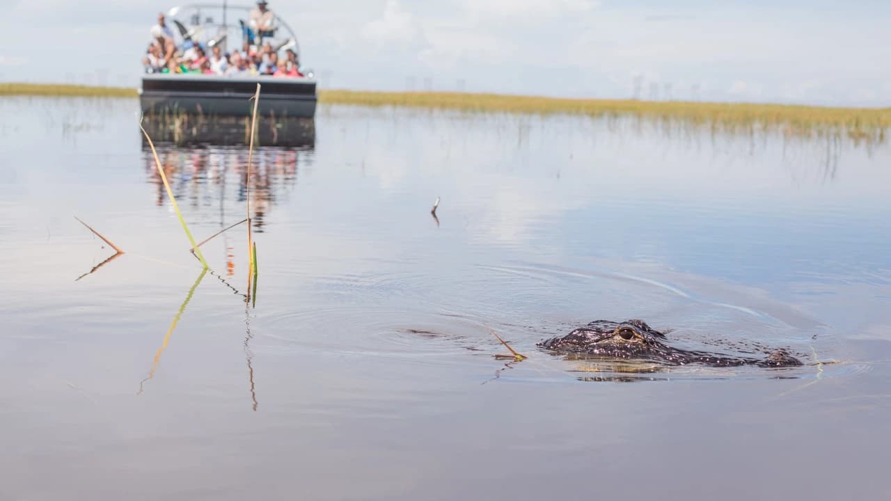 Miami Full-Day Combo: 75 min cruise + Everglades Airboat Tour + Double Decker Bus - Photo 5