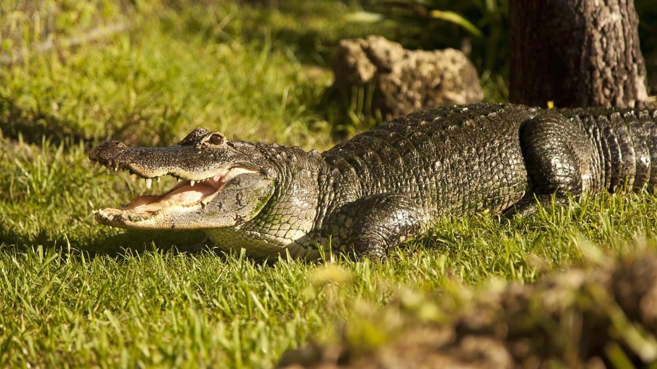 Miami Full-Day Combo: 75 min cruise + Everglades Airboat Tour + Double Decker Bus - image 6