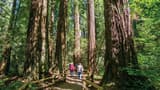 Muir Woods & Sausalito Half-Day Tour - image 8