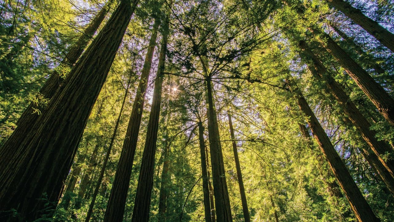 Muir Woods & Sausalito Half-Day Tour - Photo 3