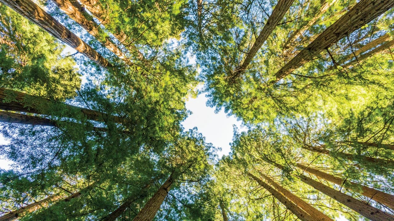Muir Woods & Sausalito Half-Day Tour - Photo 4