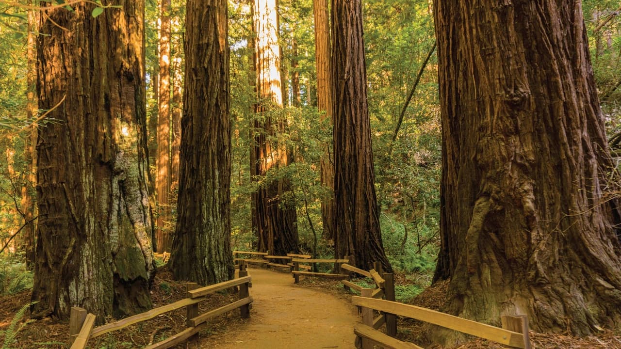 Muir Woods & Sausalito Half-Day Tour - Photo 5