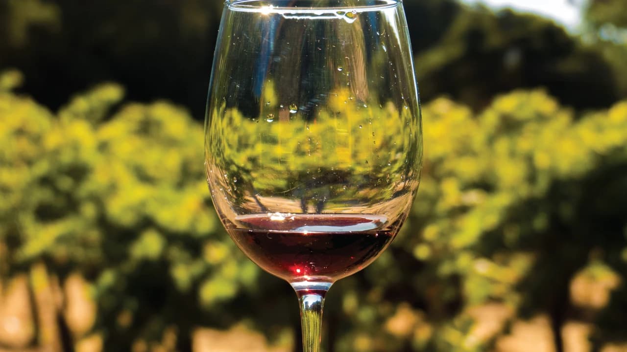 San Francisco Full-Day Wine Country Tour - image 6
