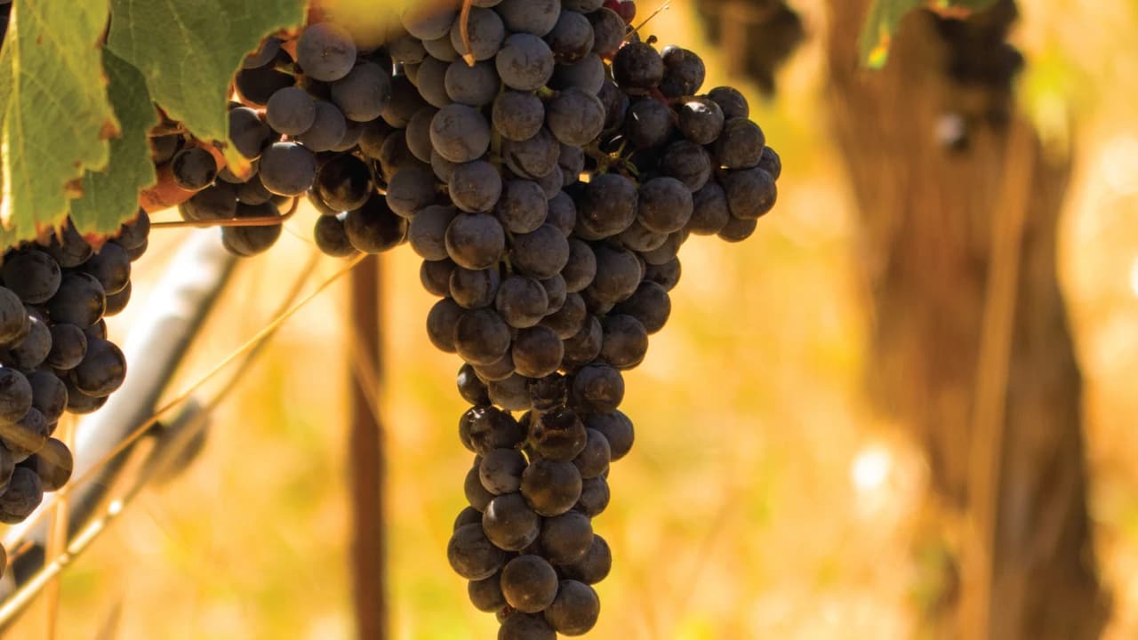 San Francisco Full-Day Wine Country Tour - image 7