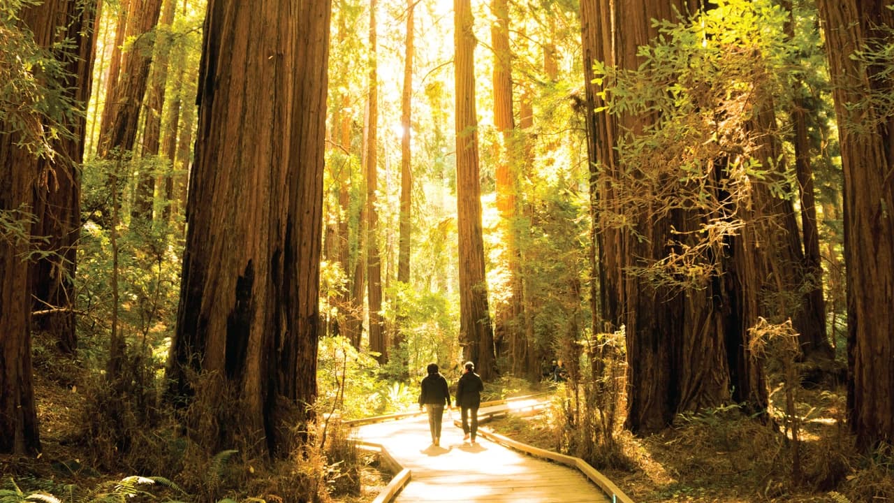 San Francisco Woods & Wine Country Full-Day Tour - image 7