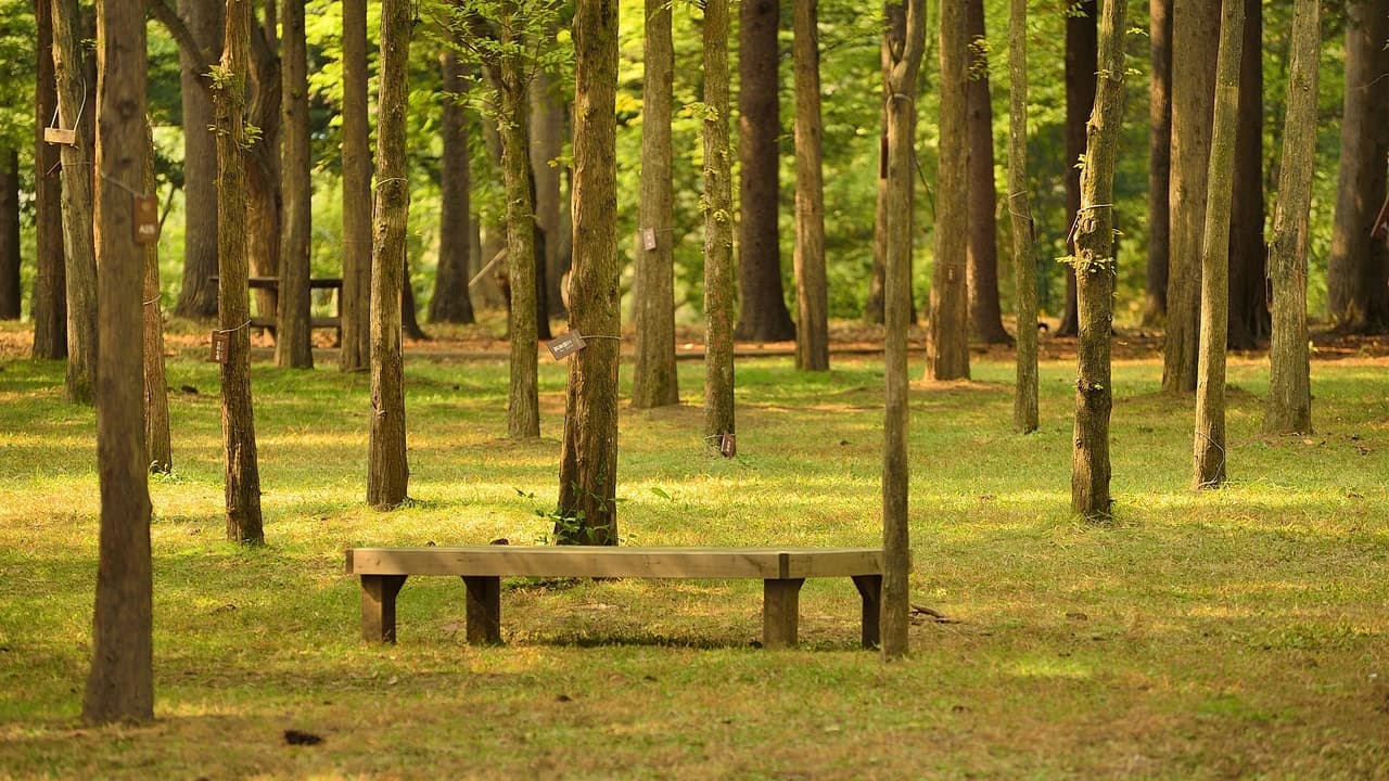 Nami Island, Petite France, Italian Village, and Gangchon Rail Bike Tour from Seoul - image 7
