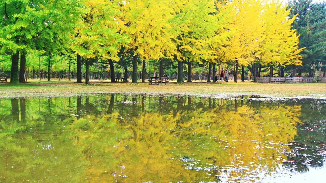 Nami Island, Mount Seorak, and Gapyeong Rail Bike Full-Day Tour from Seoul - Photo 5
