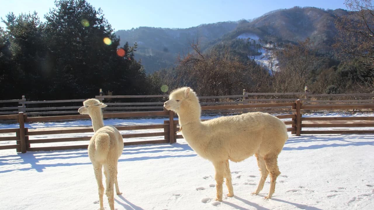 Alpaca World, Nami Island, and Garden of Morning Calm Tour from Seoul - Photo 2