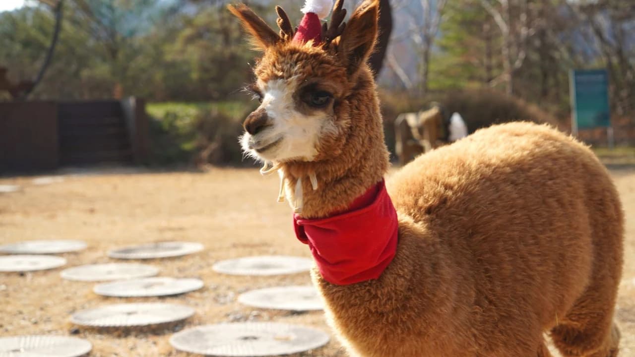 Alpaca World, Nami Island, and Garden of Morning Calm Tour from Seoul - Photo 3