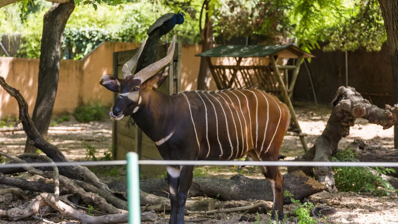 Barcelona Zoo - Photo 5
