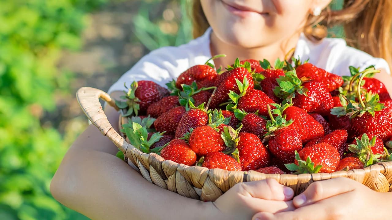 Strawberry Picking, Vivaldi Park, and Eobi Ice Valley Full-Day Tour from Seoul - Photo 4