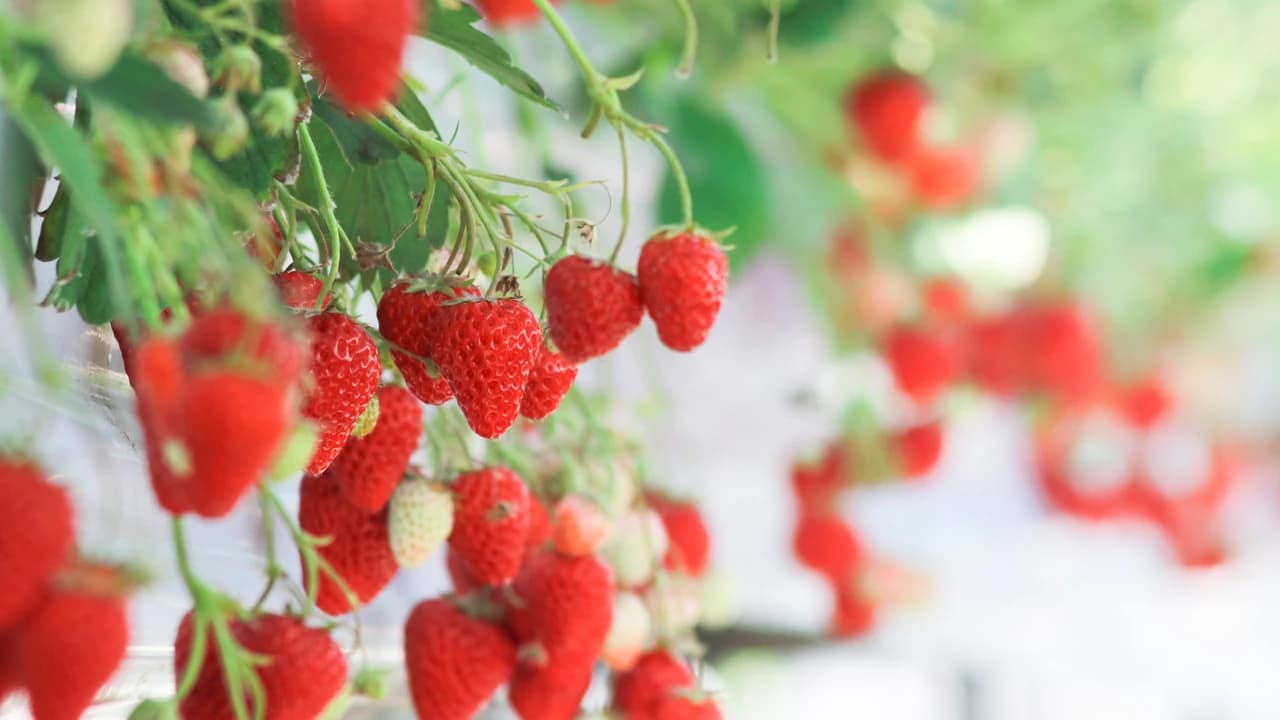 Strawberry Picking, Vivaldi Park, and Eobi Ice Valley Full-Day Tour from Seoul - image 6