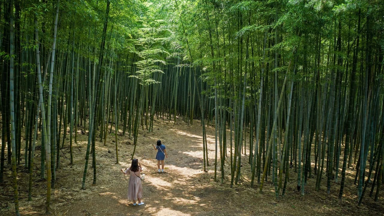 Busan Local Life Tour: Bamboo Forest, Haedongyonggungsa Temple, Gamcheon Culture Village - Photo 1