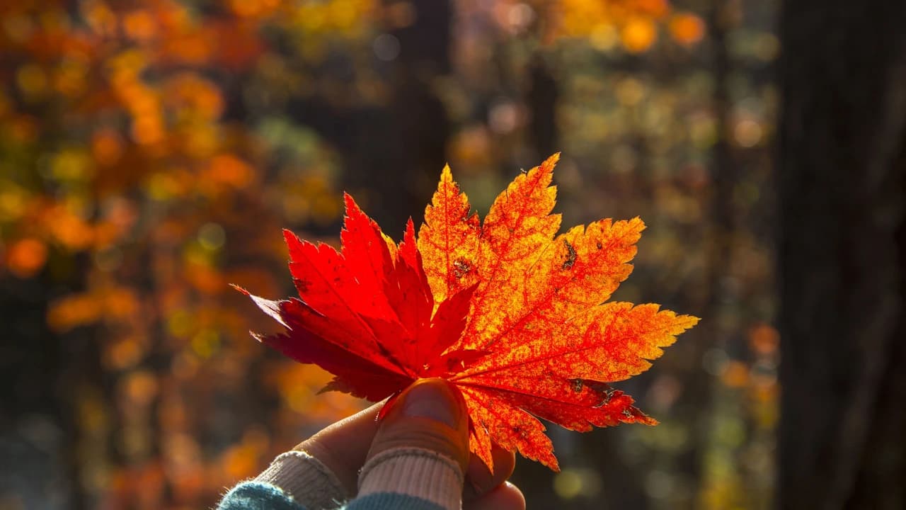 Mt. Seorak National Park Autumn Foliage One Day Tour from Seoul - image 6