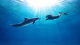 Dolphin Experiences at Marine Mammal Habitat Sentosa - image 8