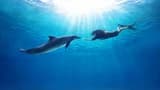 Dolphin Experiences at Marine Mammal Habitat Sentosa - image 7