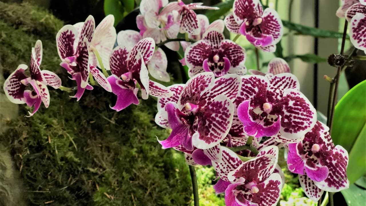 COMBO: Gardens by the Bay + National Orchid Garden Ticket - image 7