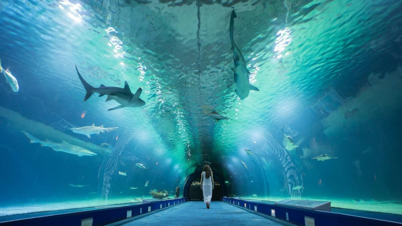 Oceanogràfic de Valencia Ticket - Photo 2