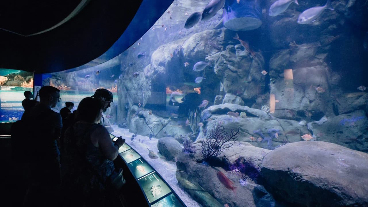 Oceanogràfic de Valencia Ticket - Photo 4