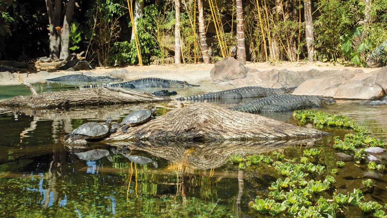 Loro Parque Ticket - image 7