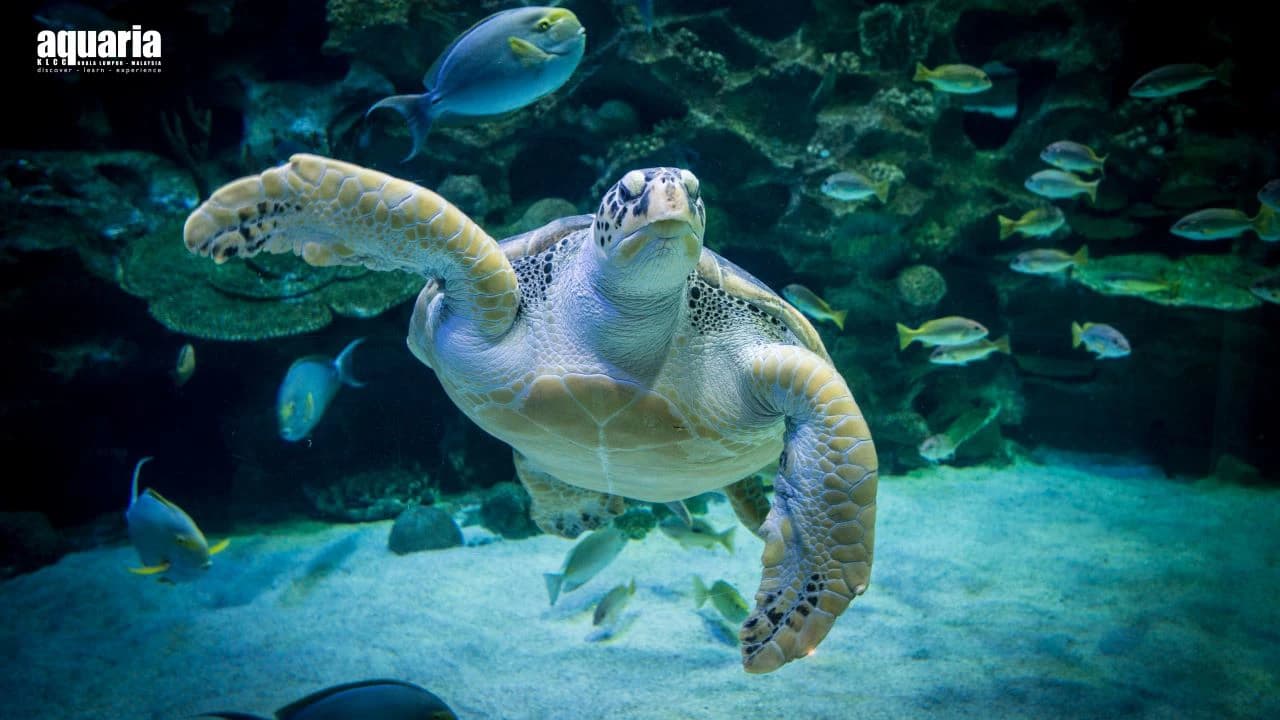 COMBO: Aquaria KLCC + Berjaya Times Square Theme Park Tickets - Photo 3