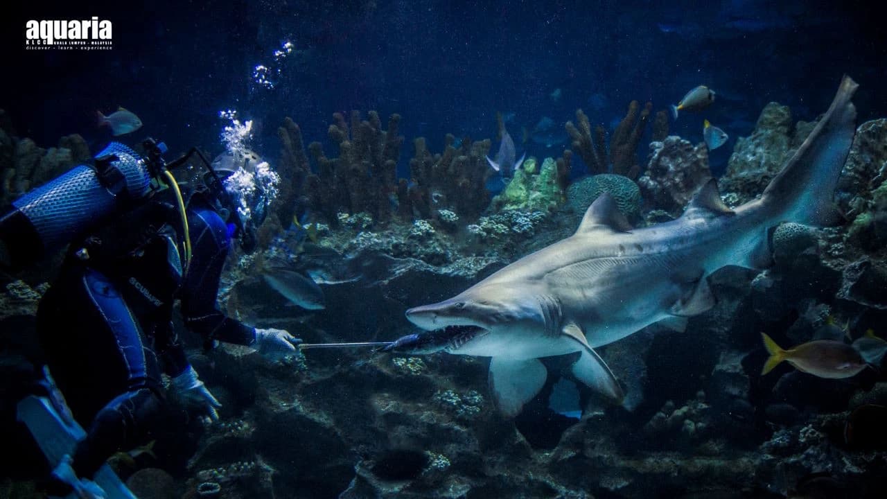 COMBO: Aquaria KLCC + Berjaya Times Square Theme Park Tickets - Photo 5