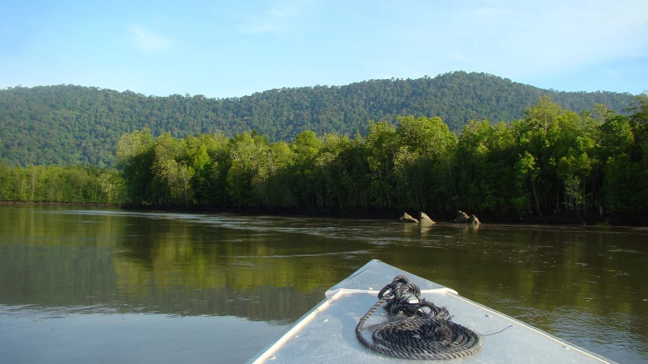 Langkawi Mangrove River Cruise and Snorkeling - Photo 1