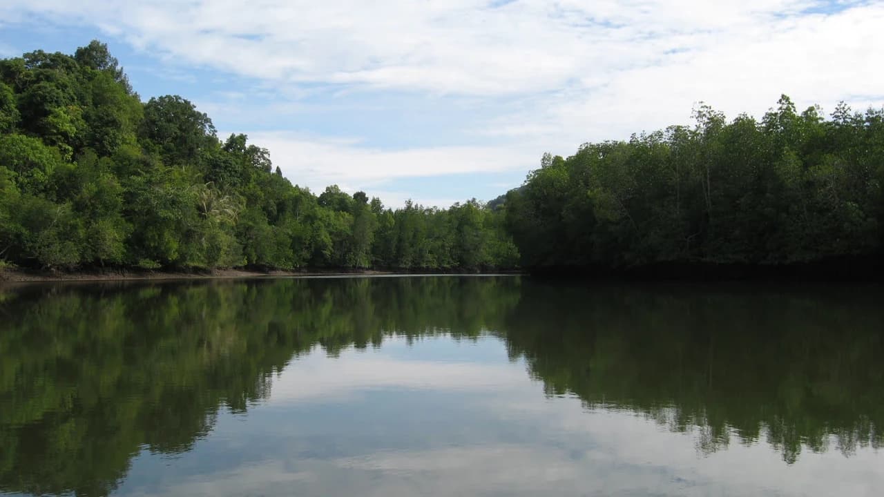 Langkawi Mangrove River Cruise and Snorkeling - Photo 2
