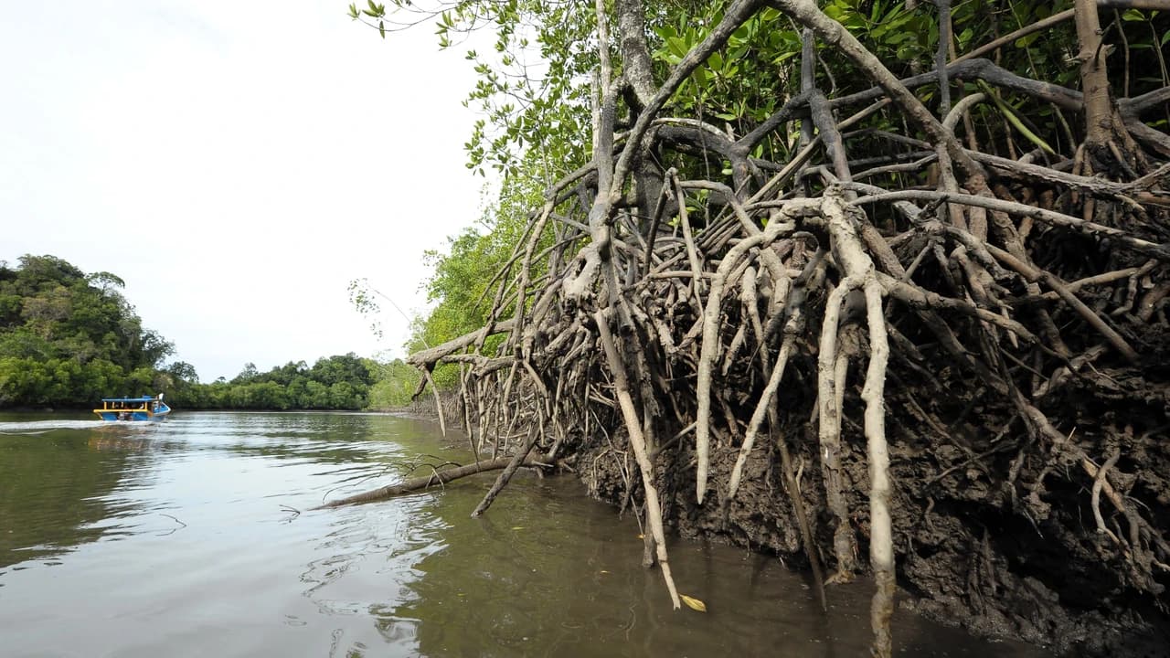 Langkawi Mangrove River Cruise and Snorkeling - Photo 3
