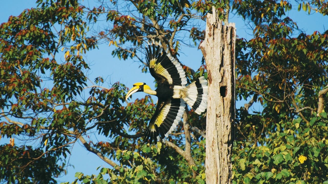 Langkawi Birdwatching Experience Tour - Half Day - Photo 1