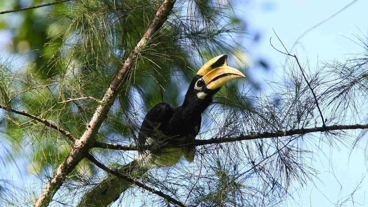 Langkawi Birdwatching Experience Tour - Half Day - Photo 2