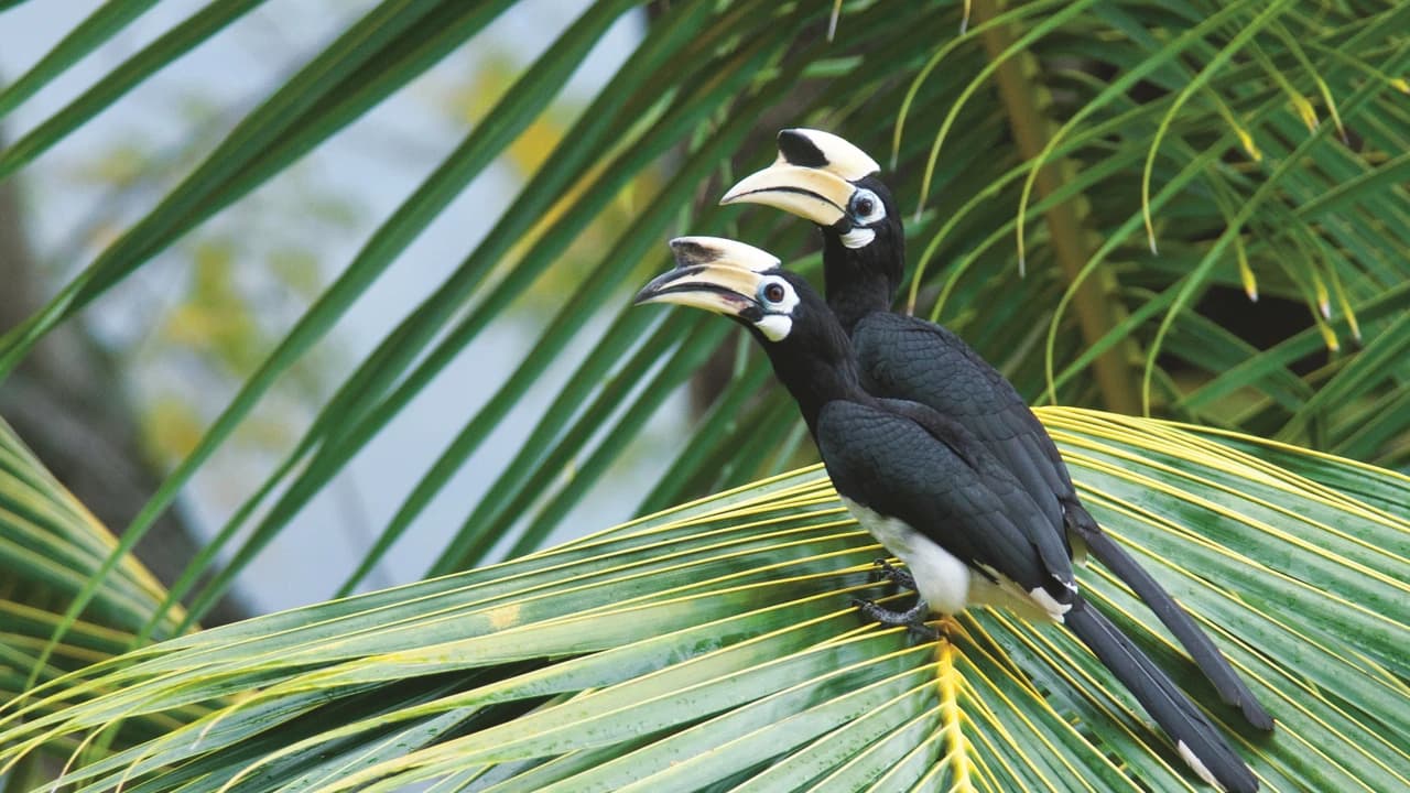 Langkawi Birdwatching Experience Tour - Half Day - Photo 3