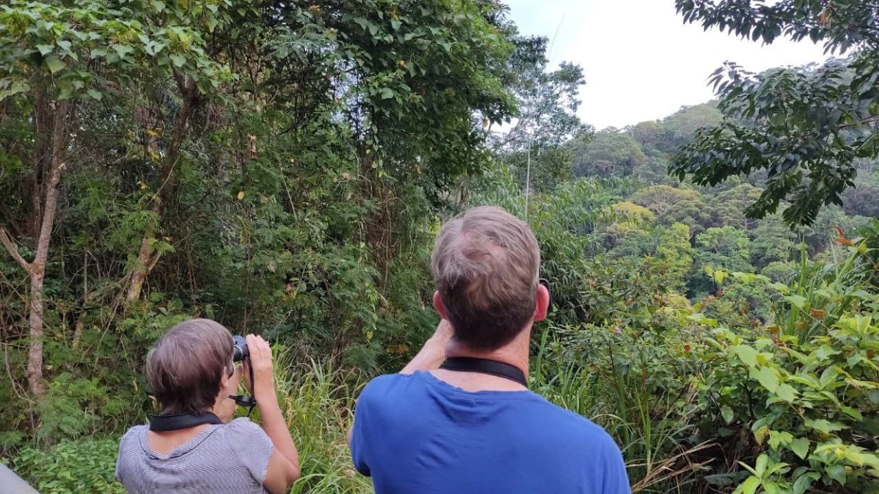 Langkawi Birdwatching Experience Tour - Half Day - image 6