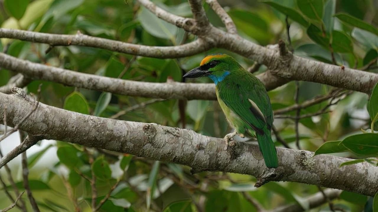 Langkawi Birdwatching Experience Tour - Half Day - image 8